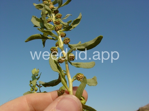 sumpweed, poverty